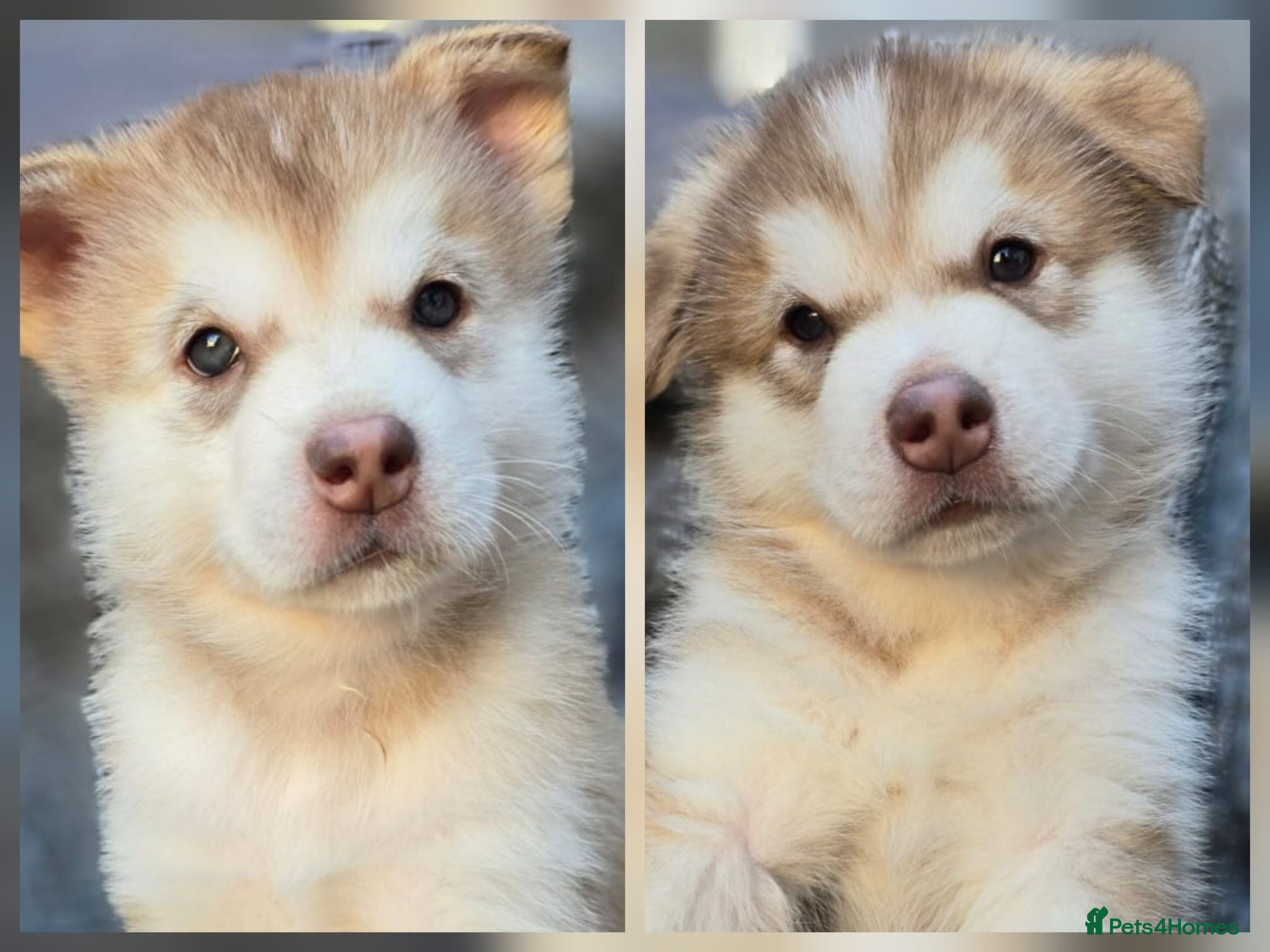 Alaskan Malamute dogs 2 Remaining Stunning Alaskan Malamute Puppies - Advert 2