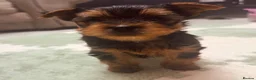 Yorkshire Terrier dogs for sale: 🐾  Beautiful Yorkshire Terrier Puppies  🐾 - Advert 10
