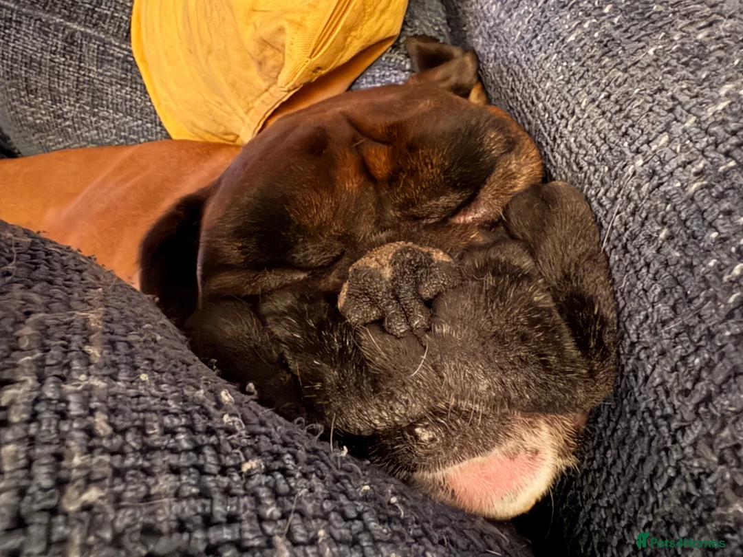 Boxer dogs for sale: 5 year old Boxer  in Northallerton - Advert 2