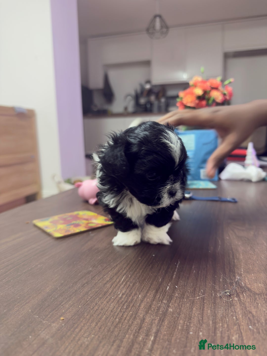 Shih Tzu dogs for sale: Shih Tzu Puppies – Vaccinated & Ready 30 Dec - Advert 4