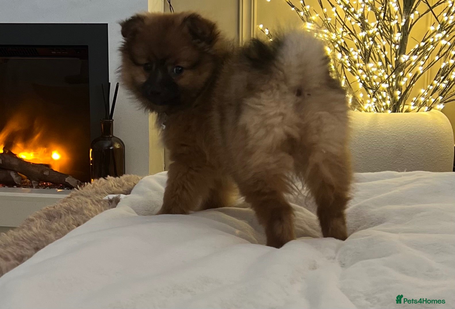 Pomeranian dogs Russian spitz Pomeranian female  - Advert 1