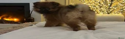 Pomeranian dogs for sale: Russian spitz Pomeranian female  - Advert 1