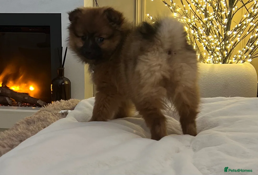 Pomeranian dogs for sale: Russian spitz Pomeranian female  - Advert 1
