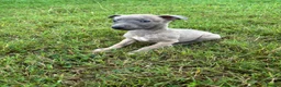 Whippet dogs for sale: Beautiful kc registered puppies - Advert 11