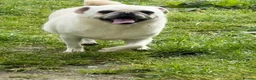 Pug dogs for stud: Beautiful white kc pug for stud  - Advert 2