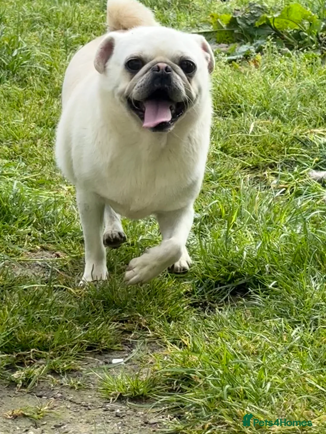 Pug dogs for stud: Beautiful white kc pug for stud  - Advert 2