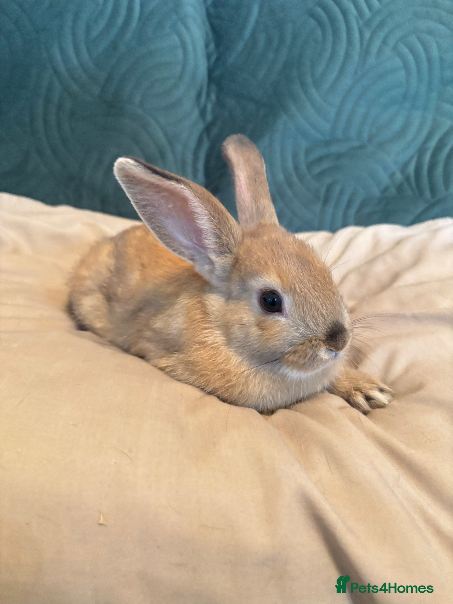 Mixed Breed rabbits 4 mini lop cross 3 female 1 male - Advert 2