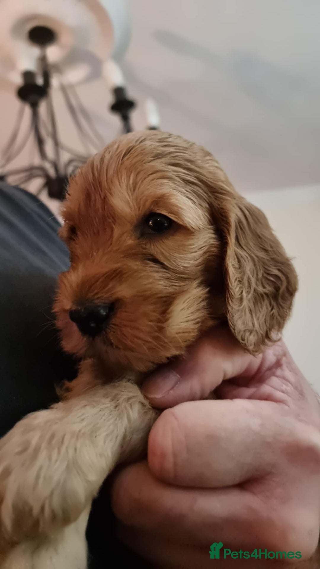 Cockapoo dogs for sale: Cockapoo's - Image 23