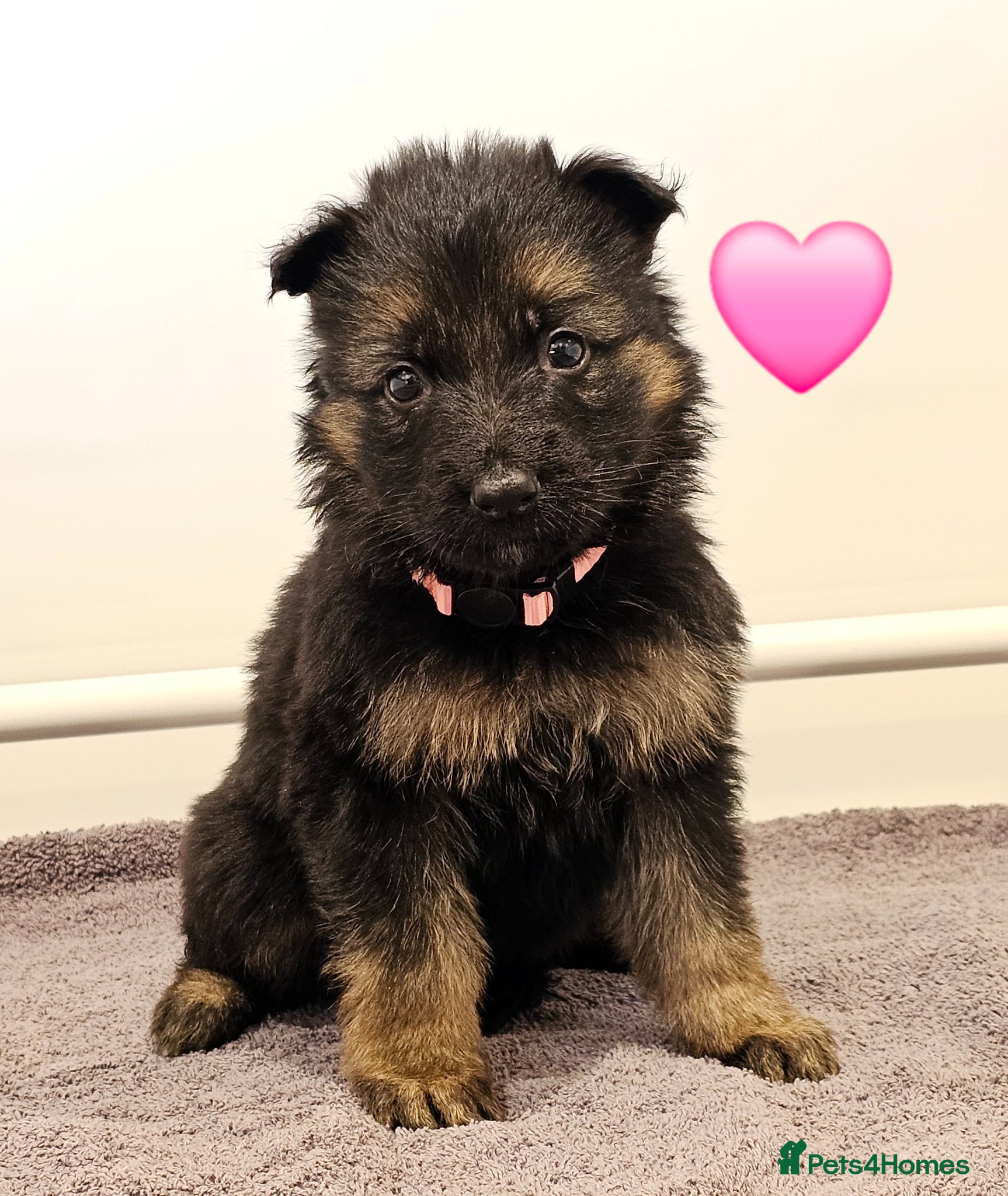 German Shepherd dogs Kc registered - pedigree - German Shepard puppies  - Advert 2