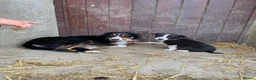 Border Collie dogs for sale: Tricoloured Border Collie Puppies - Advert 9