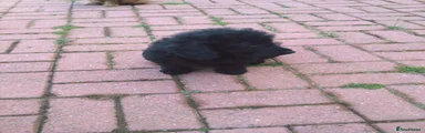Labradoodle 7