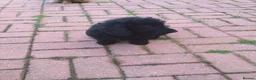 Labradoodle dogs for sale: Labradoodle pups F1B - Advert 2