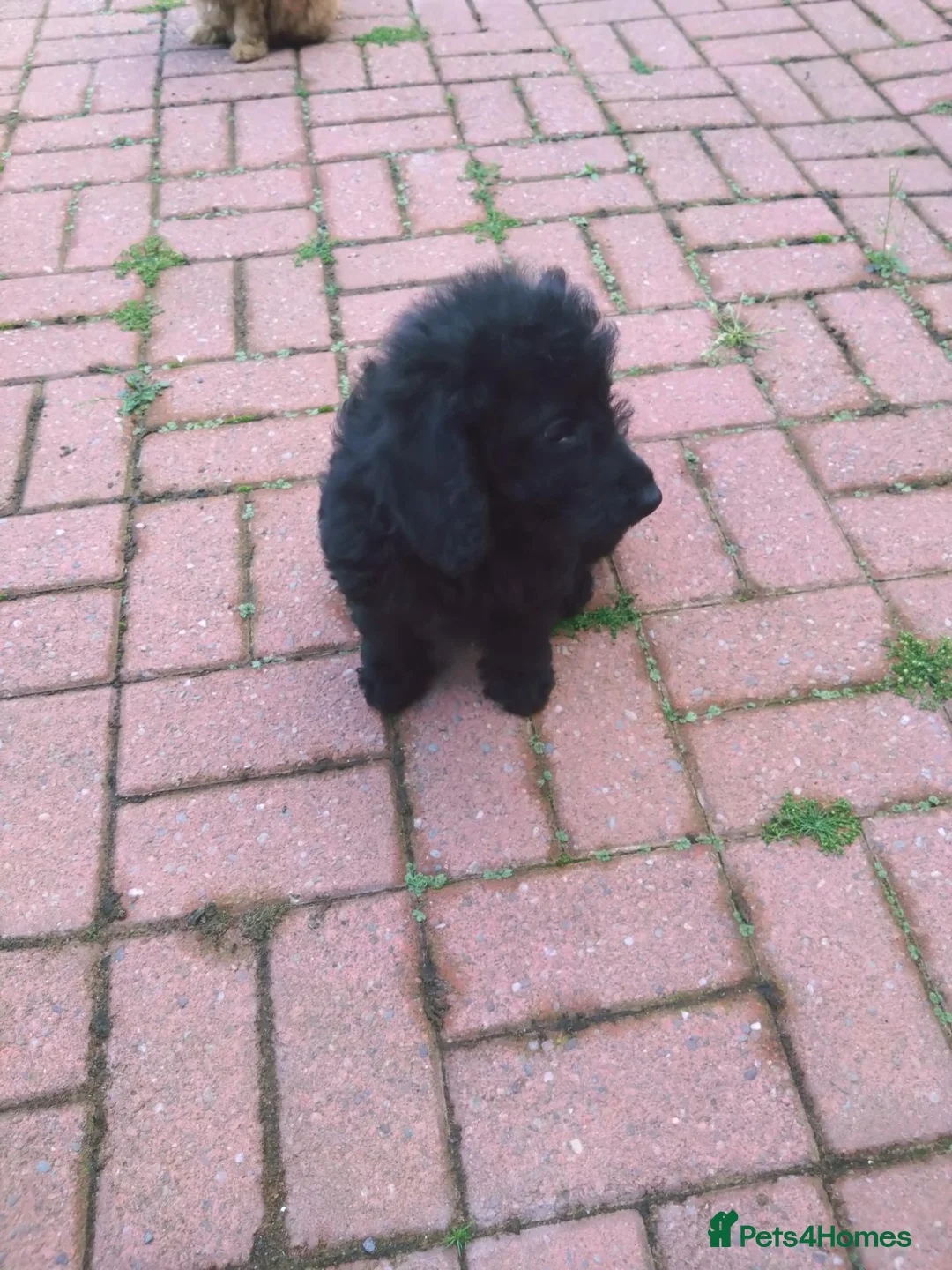 Labradoodle dogs for sale: Labradoodle pups F1B - Advert 2