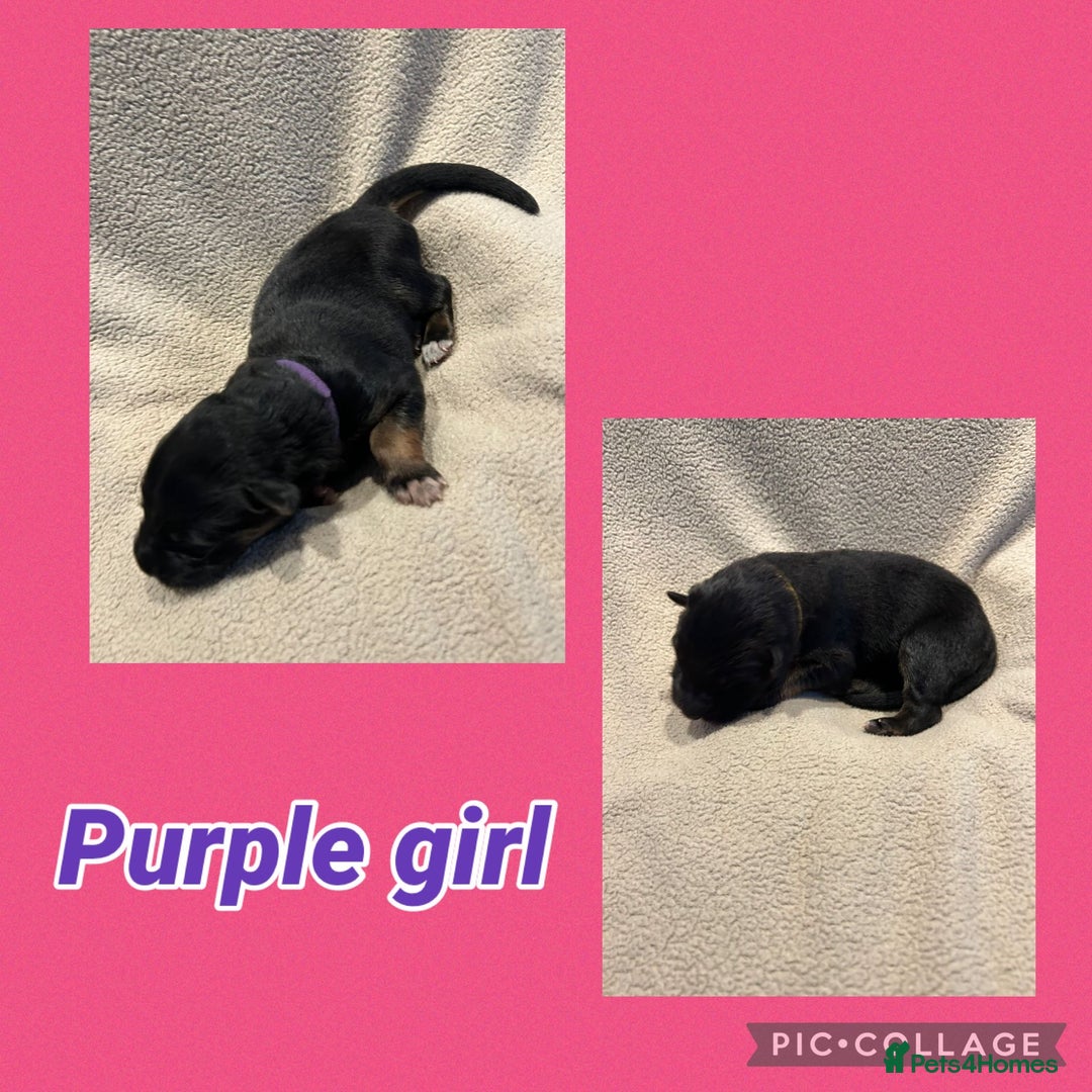 German Shepherd dogs for sale: German shepard puppys - Advert 7