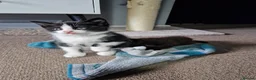 Mixed Breed cats for sale: Noodle the boy cat  - Advert 12