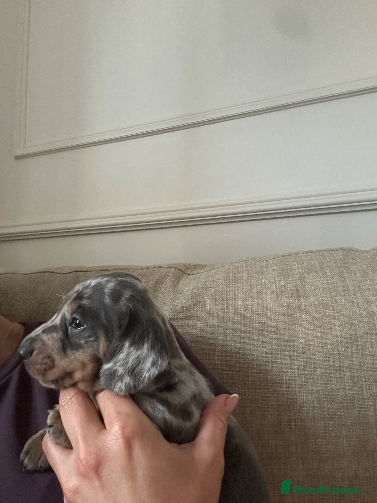 Miniature Dachshund dogs Kc reg miniature dachshund puppies  - Advert 13