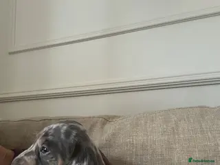 Miniature Dachshund dogs Kc reg miniature dachshund puppies - Advert 13