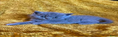British Shorthair 1