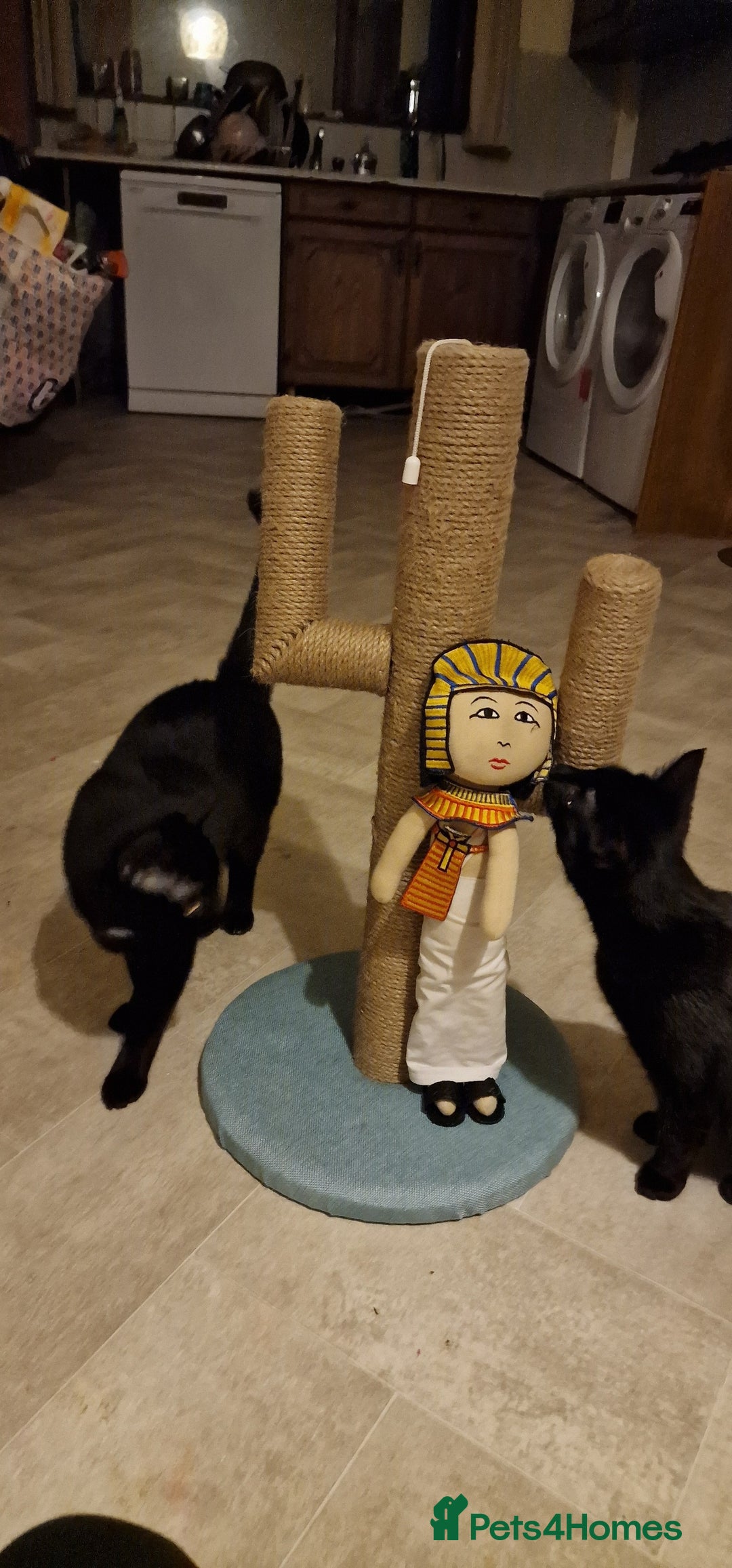 Mixed Breed cats for sale: 2 Black cats - Advert 1