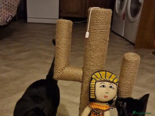 Mixed Breed cats 2 Black cats - Advert 1