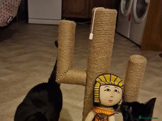 Mixed Breed cats 2 Black cats - Advert 19