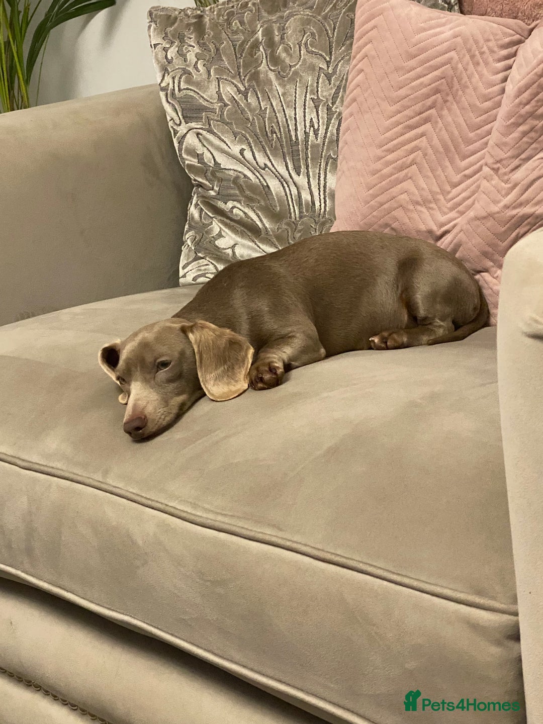 Dachshund dogs for sale: Miniature Dashaund  - Advert 3