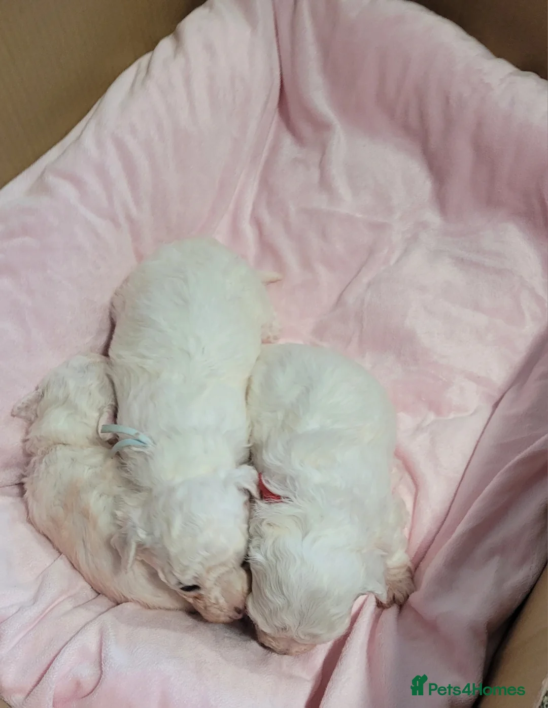 Bichon Frise dogs for sale: beautiful puppies SORRY ALL ARE SOLD NOW X - Advert 1