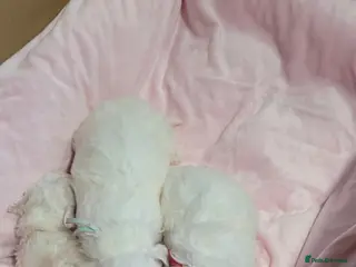 Bichon Frise dogs beautiful puppies 1 boy 2 girls bichon fries - Advert 3