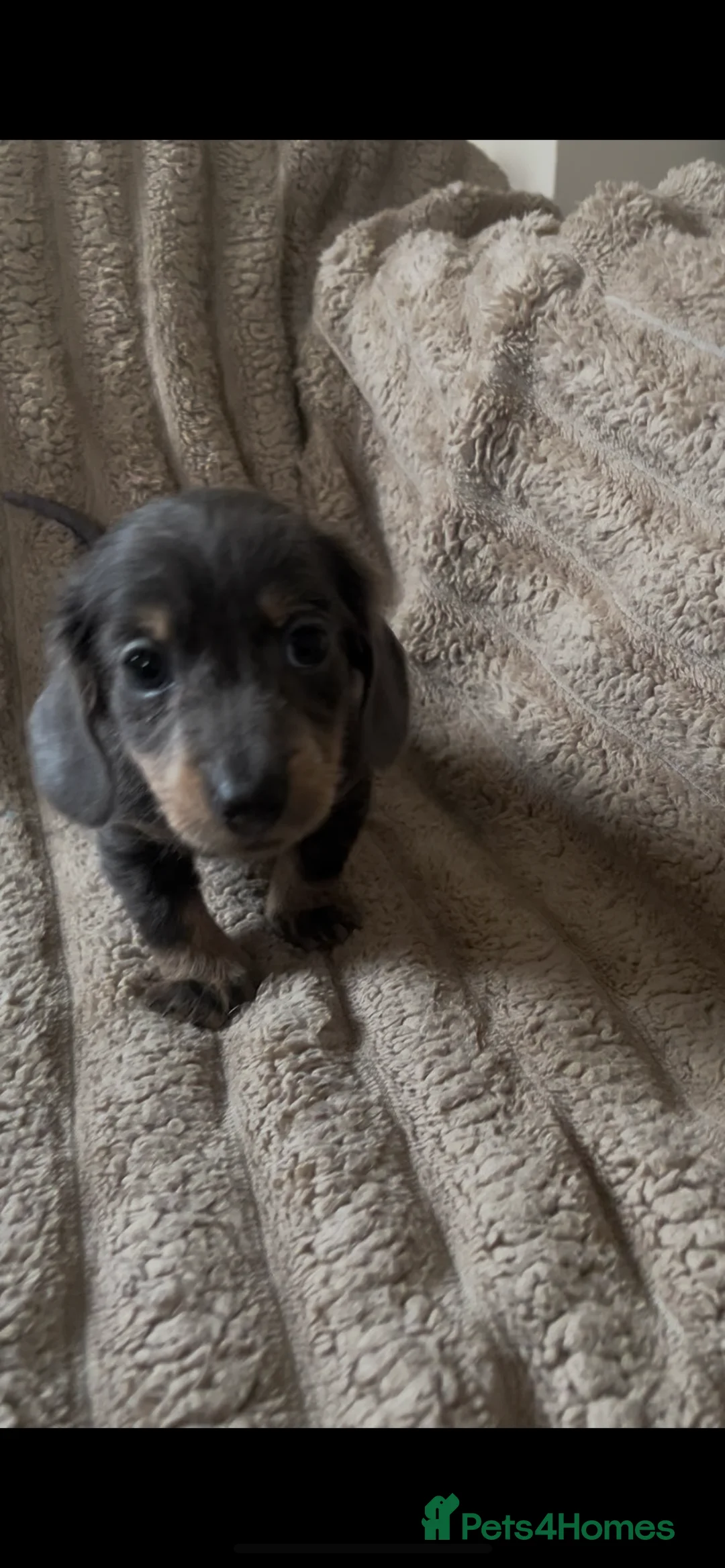 Miniature Dachshund dogs for sale: 2 beautiful pups  - Advert 10