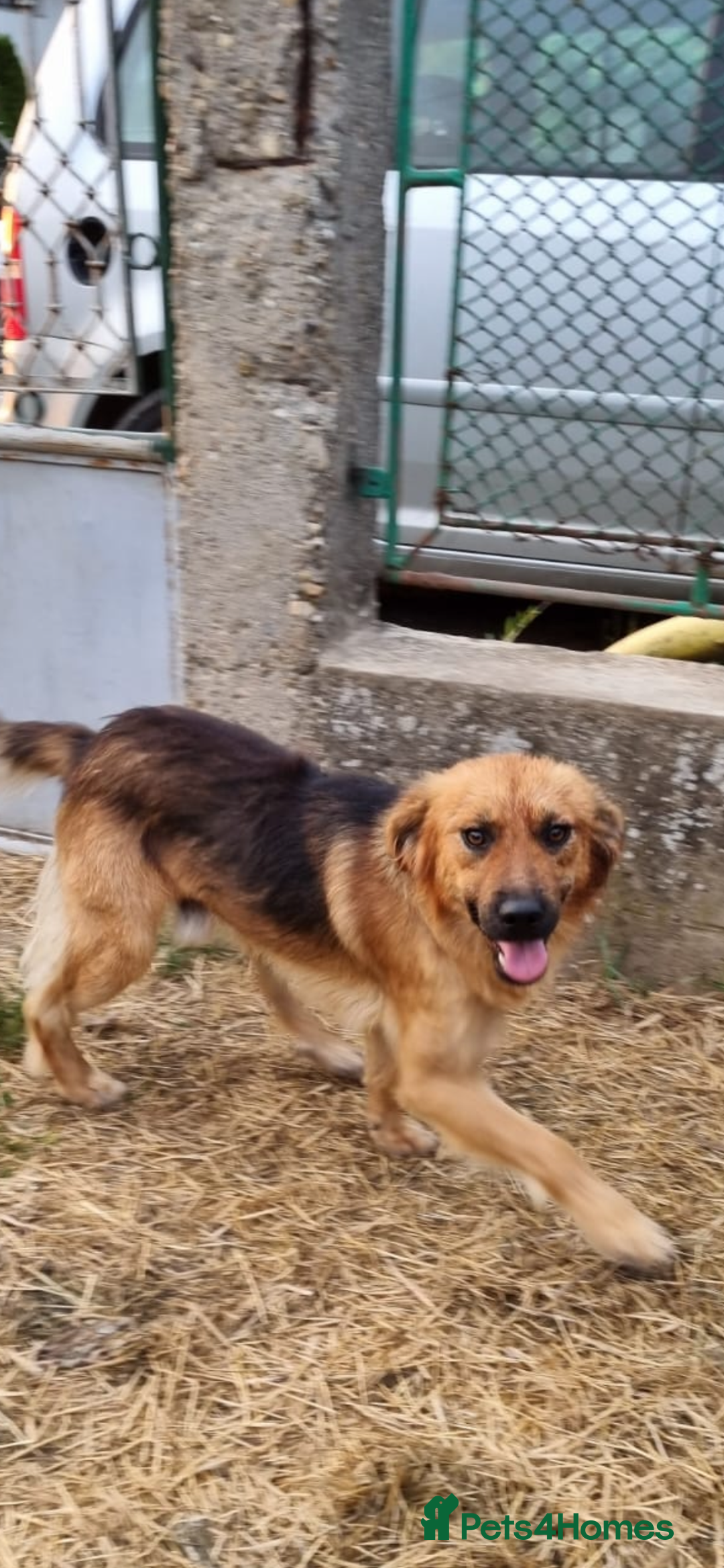 Mixed Breed dogs for adoption: Home Need Urgently  - Image 4