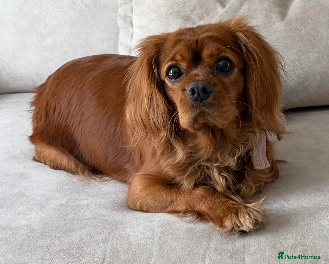 Cavapoo dogs for sale: Beautiful F1 Cavapoo’s - Advert 2