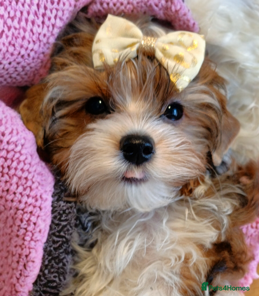 Yorkshire Terrier dogs Yorkshire terrier🐶 Pure breed📃 Luxury Colours 😍 - Advert 9