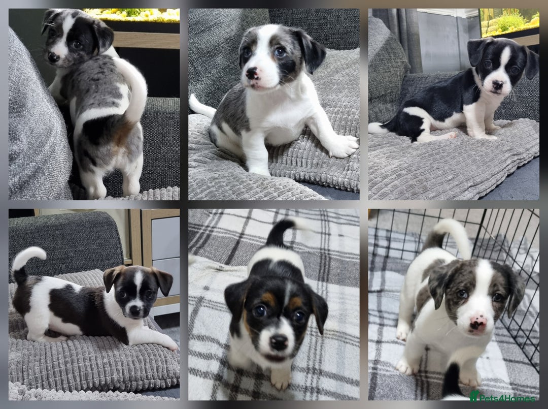 Jack Russell dogs for sale: Jack Russell Pups (ready 24th July) - Image 2