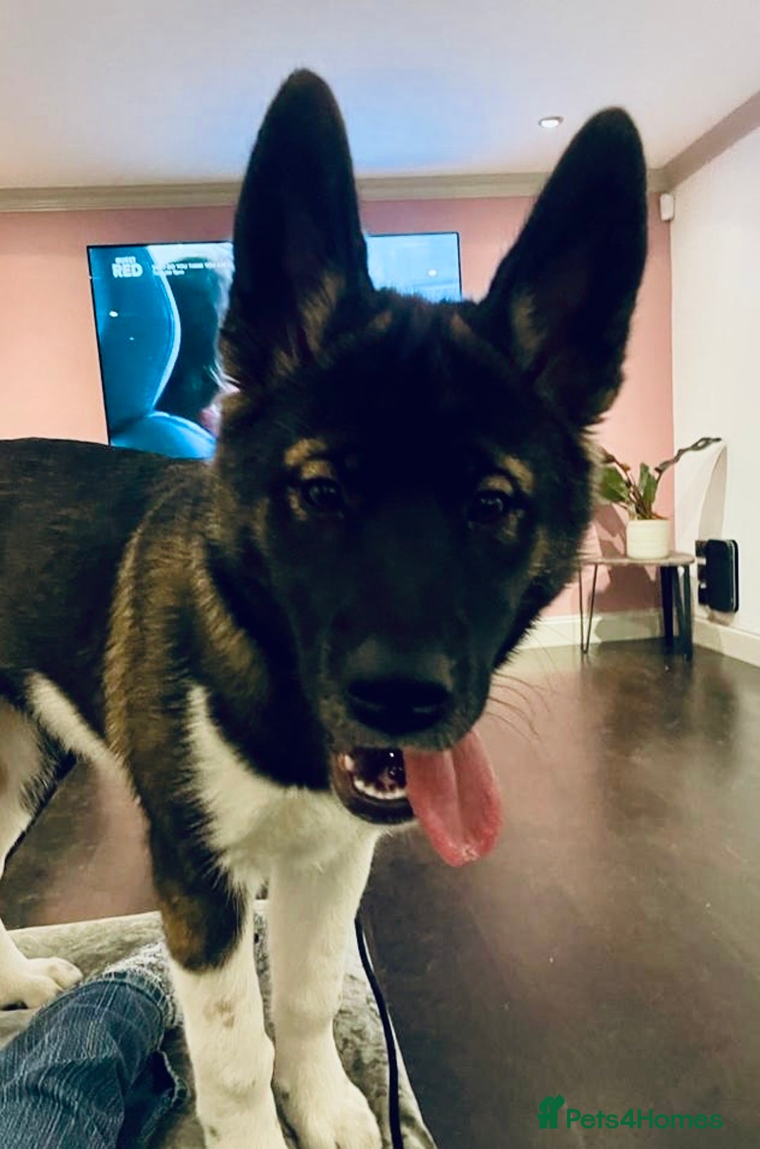 Huskita dogs for sale: Sacha  - Advert 9