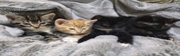 Mixed Breed cats for sale: 4 Beautiful Kittens TABBY*GINGER*CALICO*TUXEDO * - Advert 1
