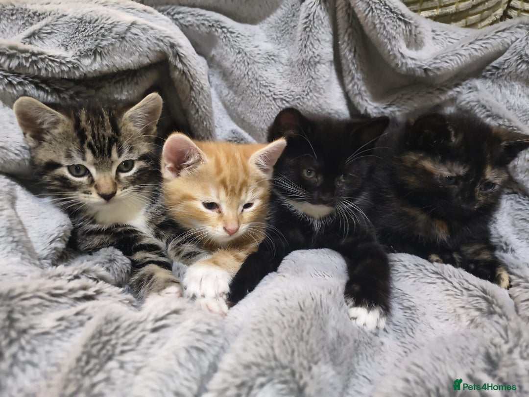 Mixed Breed cats for sale: 4 Beautiful Kittens TABBY*GINGER*CALICO*TUXEDO * - Advert 1