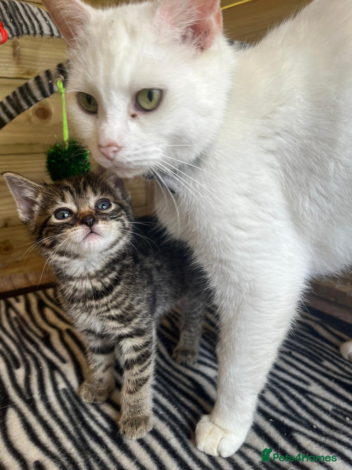 Mixed Breed cats Lovely kittens - Advert 10