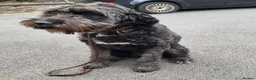 Saint Berdoodle dogs for sale: Miniature F1b Saint Bernadoodles  - Advert 6