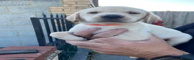 Labrador Retriever 3