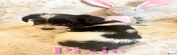 Biewer Terrier dogs for sale: Pure Biewer pups  in High Peak - Advert 9