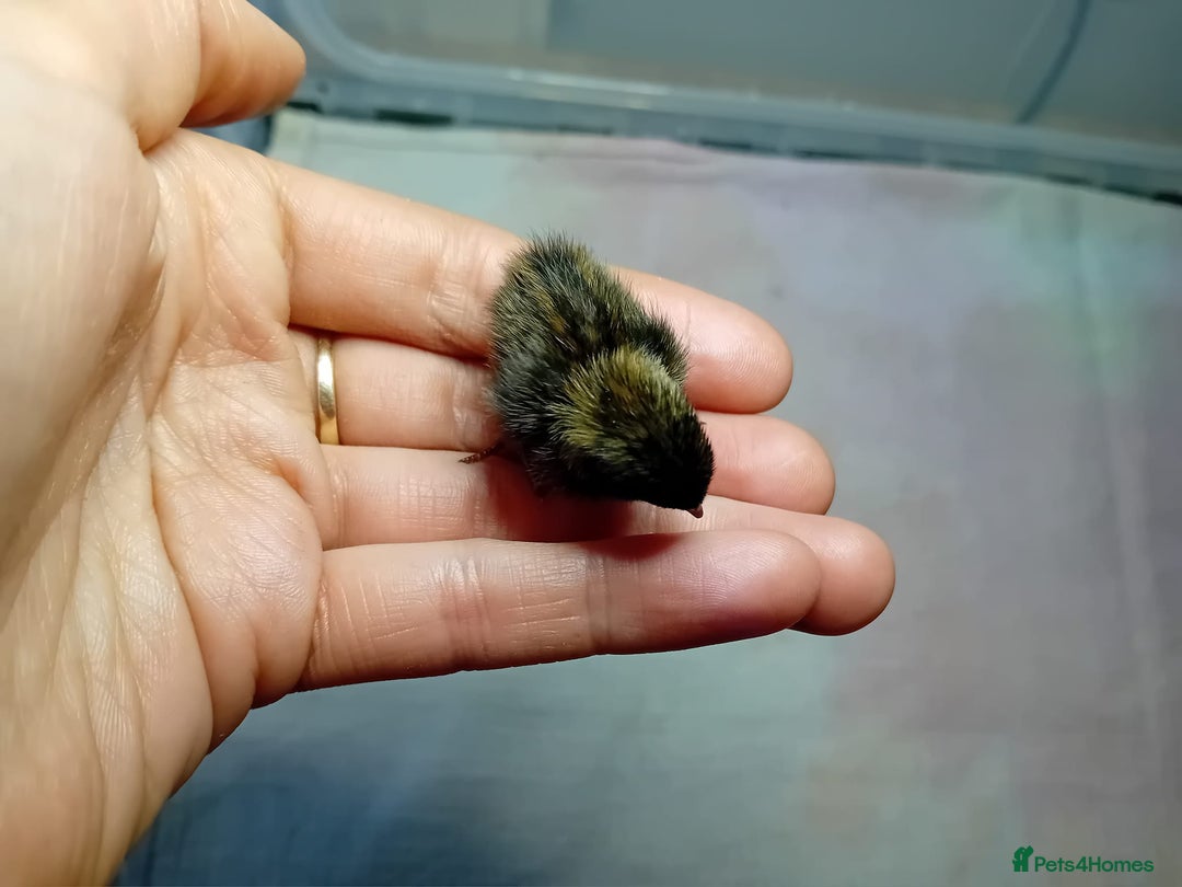 Quail poultry for sale: Coturnix, Celadon and Chinese Painted Quail Chicks - Image 22