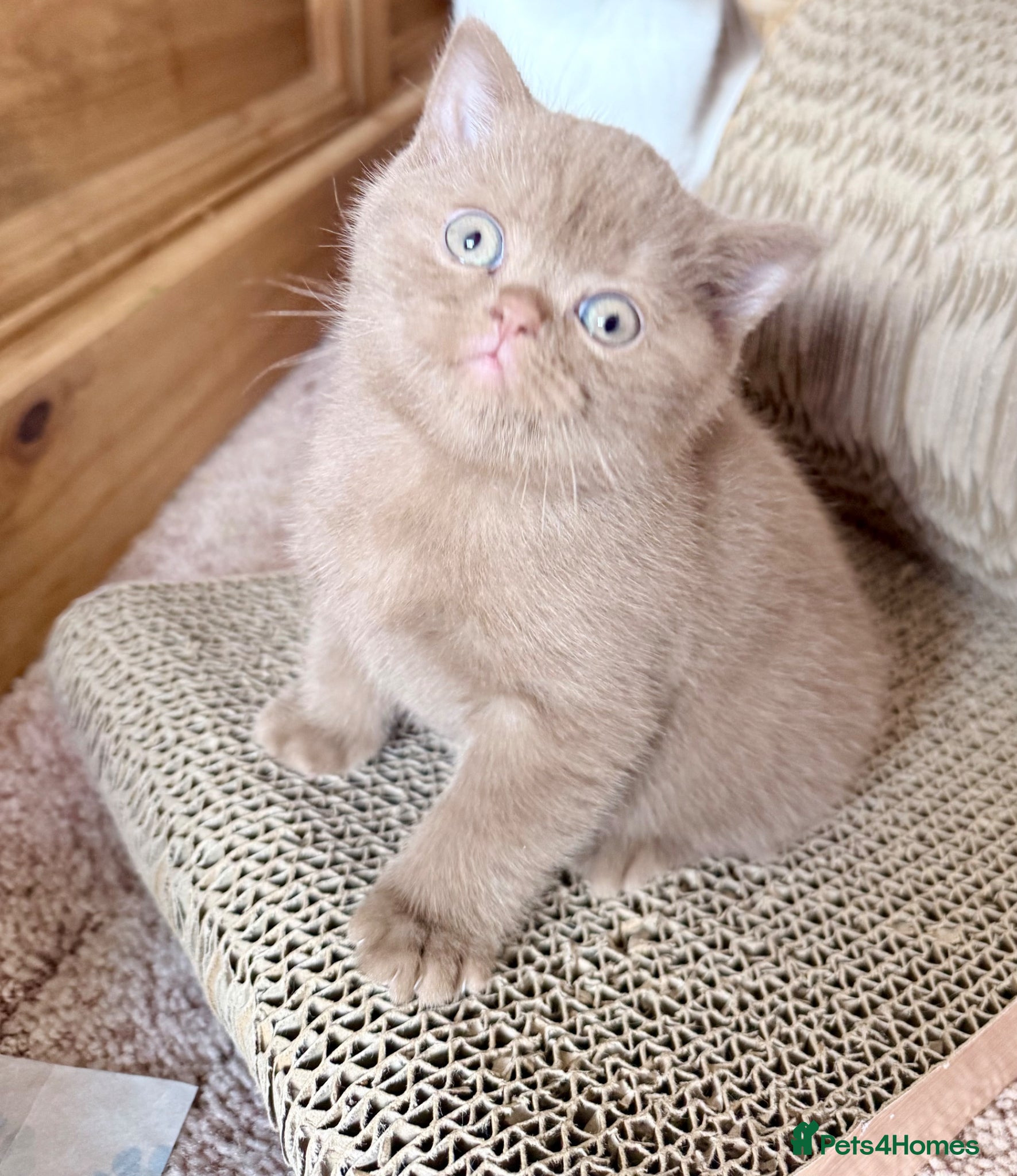 British Shorthair cats kitten - Advert 11