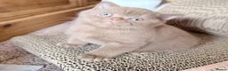 British Shorthair cats for sale: kitten - Advert 6