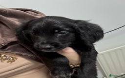 Cocker Spaniel dogs for sale: cocker spaniel  - Image 8