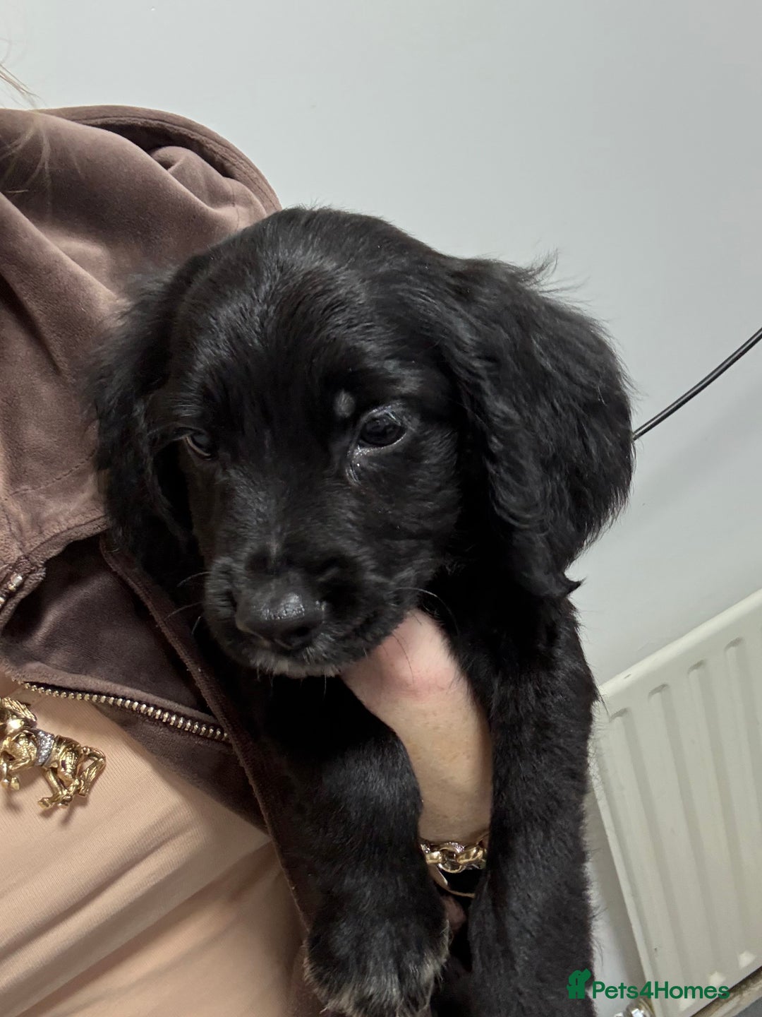 Cocker Spaniel dogs for sale: cocker spaniel  - Image 8