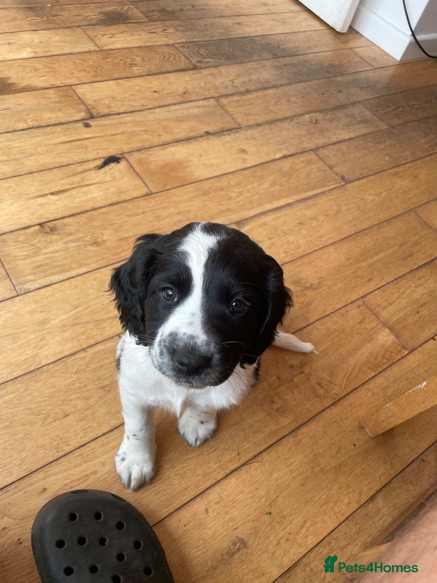 Sprocker dogs Sprocker spaniel puppies for sale - Advert 8