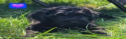 Cockapoo dogs for sale: Health Tested F1b Cockapoo Puppies - Advert 15