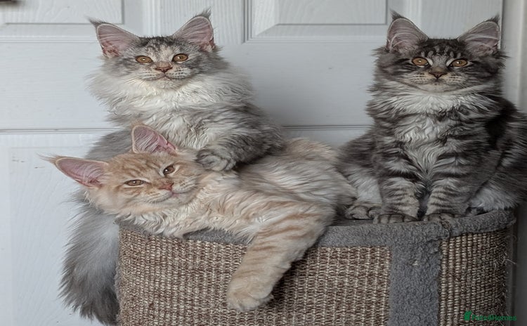 Maine Coon cats Tica registered Maine coon kittens - Advert 4