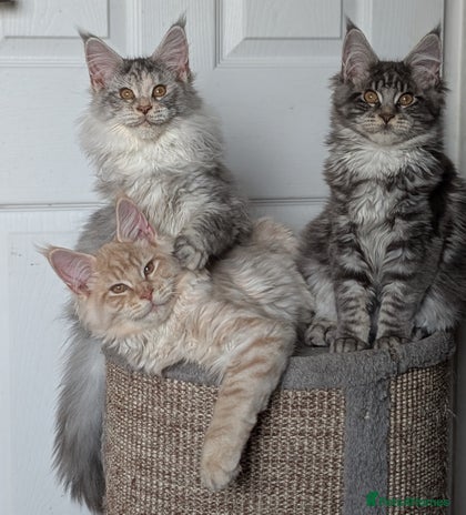 Maine Coon cats Tica registered Maine coon kittens - Advert 4
