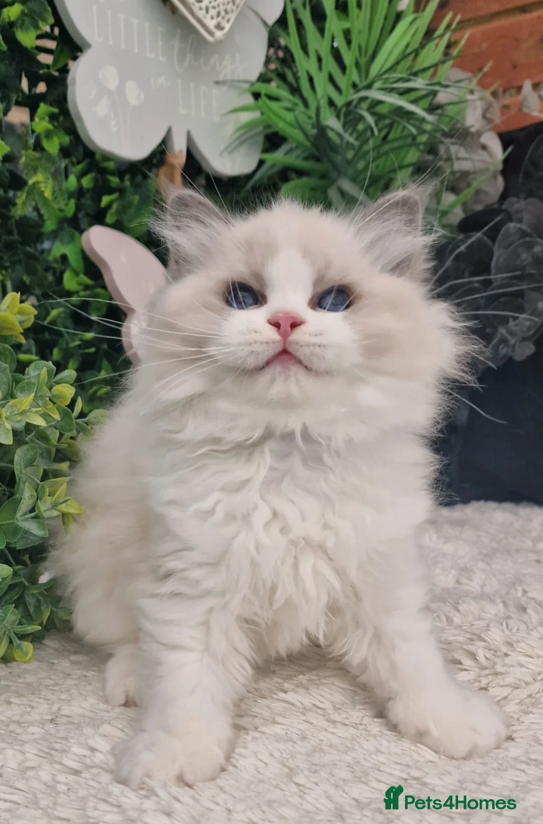 Ragdoll cats for sale: 🏆✨️Exclusive kittens from Champion parents🥇🐈 - Advert 2